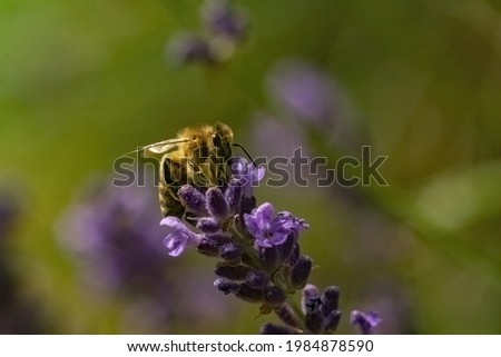 A closeup of a bee on English lavender in a field under the sunlight with a blurry background