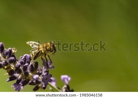 A closeup of a bee on English lavender in a field under the sunlight with a blurry background