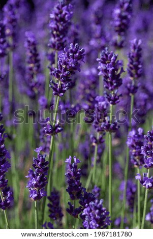 A vertical shot of blooming lavender flowers in a field
