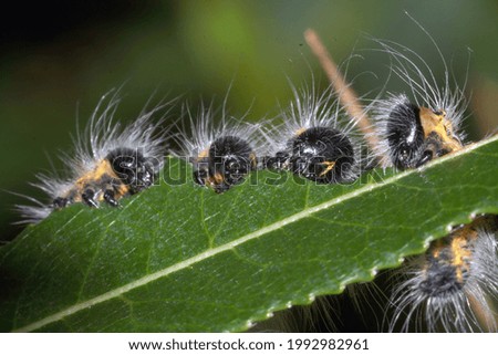 A selective focus shot of a hairy caterpillar on green leaf