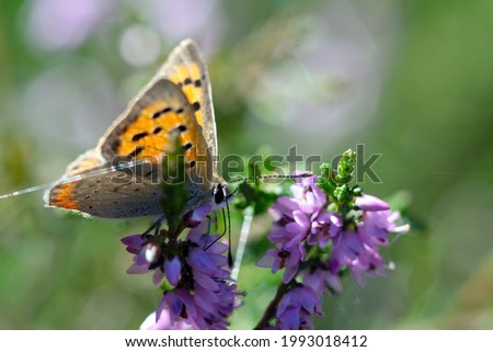 A selective focus shot of a beautiful butterfly perched on a flower