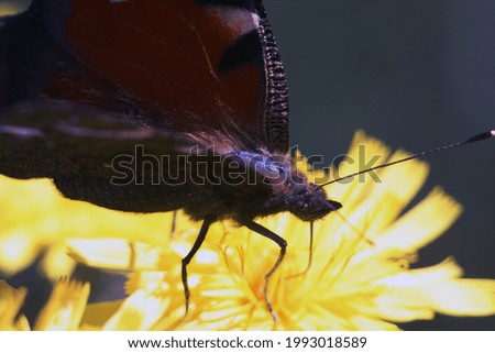 A selective focus shot of a beautiful brown butterfly perched on a bright yellow flower