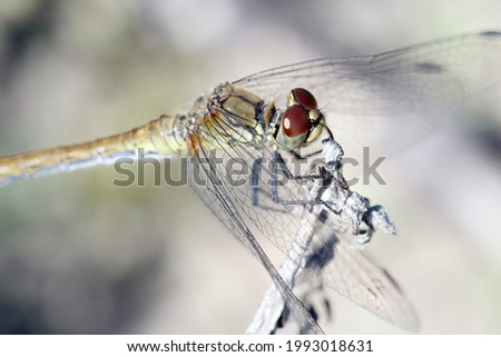 A closeup shot of a dragonfly on blurred background