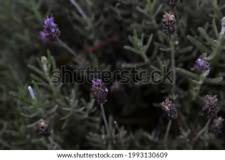 A selective focus shot of beautiful lavender flowers in the field