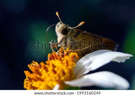 A closeup shot of a hummingbird hawk-moth flying to flower