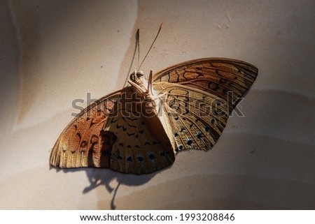 A dried Pallas' fritillary butterfly upside down isolated on a beige background