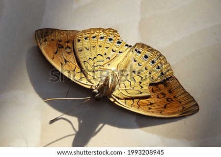 A dried Pallas' fritillary butterfly upside down isolated on a beige background