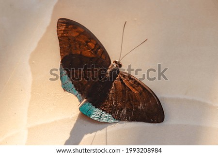 A dried Papillon butterfly upside down isolated on a beige background