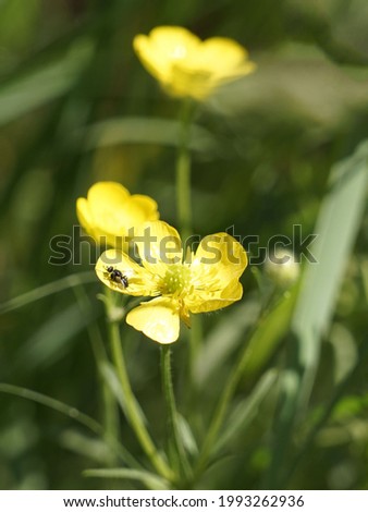 A selective focus shot of a small bug on the yellow flower