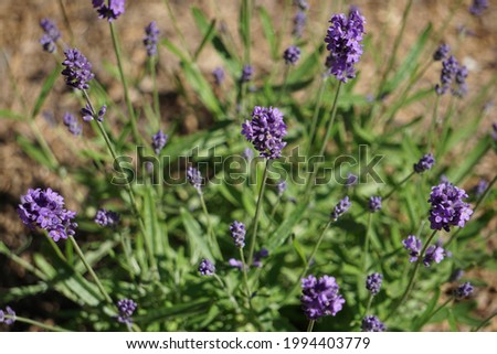 A selective focus shot of beautiful lavender flowers growing in the field