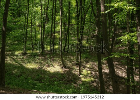 Spring forest landscape with sun rays through foliage. Spring seasonal background.