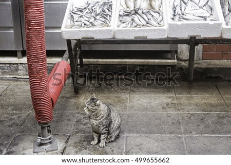 Cat in Fish shop, food and industry