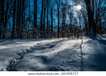 Lonely snow path footsteps in forest wood nature setting during sunrise. Forest tree branches casting shadows on snow. Tall trees background with blue sky and bright sun.