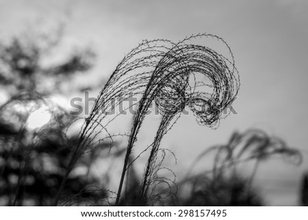 Wispy willow. Abstract art. Modern art. Nature background. Nature photography. Moody photography. Abstract design. Minimal art. Black and white photography. Outdoor photography.