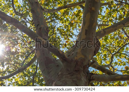Abstract tree background. Looking up to a tree. Tree with sun shining through. Tree leave background. Abstract nature background.Isolated branches and leaves.Light and shadow from sun. Natural light.