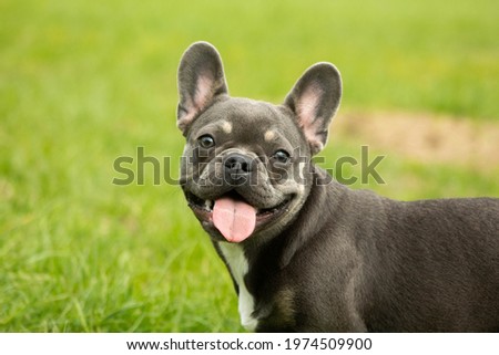 Similar – Image, Stock Photo cute brown french bulldog sitting on the bed at home and looking at the camera. Funny dog listening to music on white headset. Pets indoors and lifestyle. Technology and music