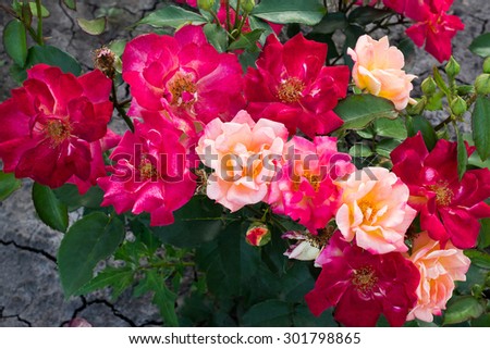 Shrub rose with flowers of different colors. It grows on the black earth cracked earth. Selective focus