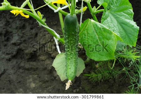 Cucumber growing on a branch in a garden on the black earth
