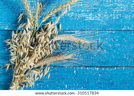 Concept of harvest: ears of rye, barley and oats on a blue wooden background