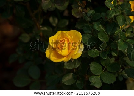 Yellow rose  on a dark green background.