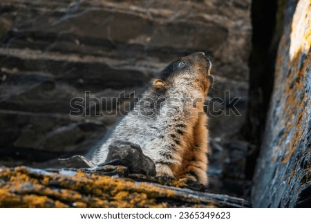 Image, Stock Photo The interested marmot