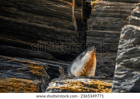 Similar – Image, Stock Photo The interested marmot