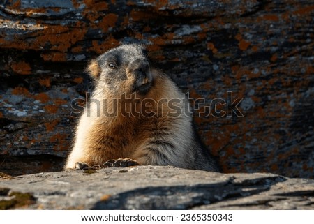 Similar – Image, Stock Photo The interested marmot