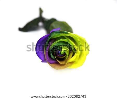 Colorful Rose with leaves and stem on white background