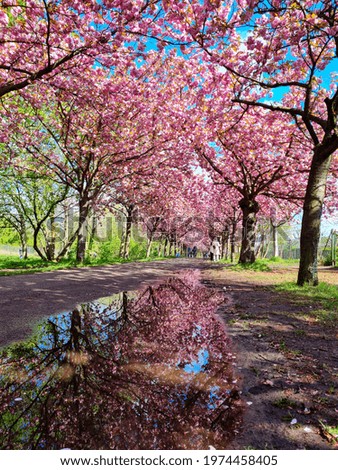 Similar – Image, Stock Photo Cherry blossom in Berlin at the Fliegeberg