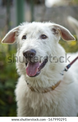 The muzzle is white dog with an open mouth on grass