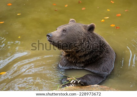 Brown Bear playing in the water.