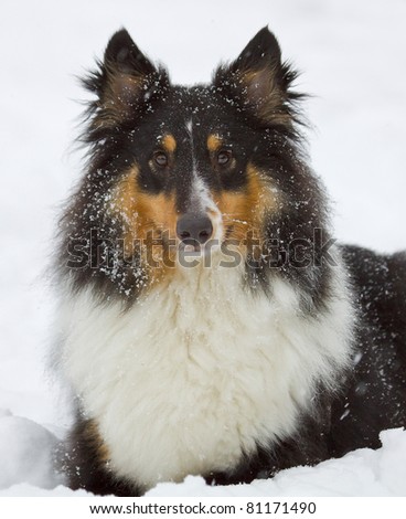 Dog loves the snow.
