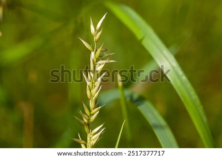 Similar – Image, Stock Photo Ciliated plant Plant Small