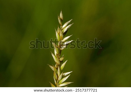 Similar – Image, Stock Photo Ciliated plant Plant Small