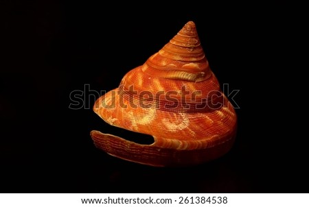 A Pleurotomaria snail from the deep sea of the Pacific Ocean.