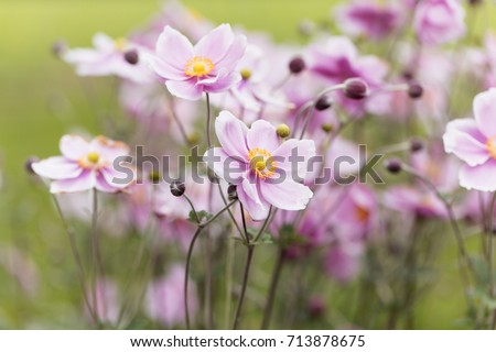 Similar – Image, Stock Photo vegetation Chinese Anemone