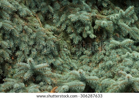 Branches of blue spruce close-up. Spruce needle. Conifer tree. Desktop Wallpaper.