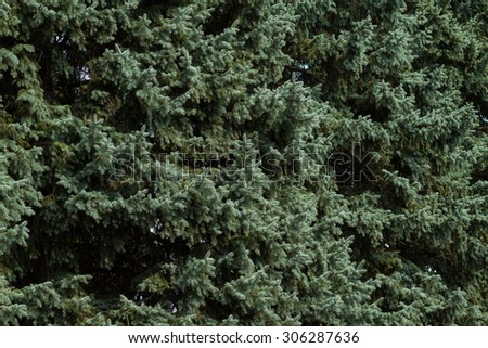 Branches of blue spruce close-up. Spruce needle. Conifer tree. Desktop Wallpaper. Nature wallpaper.