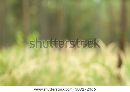 Blurry nature wallpaper. Forest bokeh background. Green defocused backdrop for your design.
