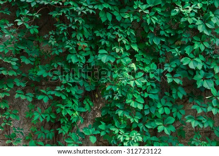 twined wild grapes wall. nature wallpaper. green lives