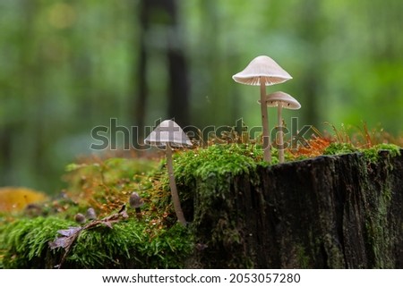 Image, Stock Photo Autumn wild mushrooms on purple tabletop. Edible honey fungus