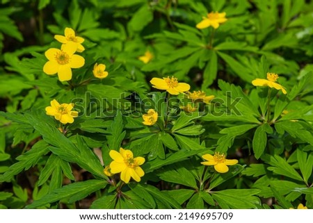 Anemone ranunculoides, the yellow anemone, yellow wood anemone or buttercup anemone. Imagine de stoc © 