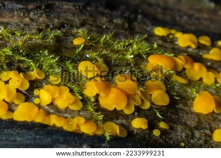 Very small fungus yellow fairy cups or lemon discos, Bisporella citrina, on old wet wood .