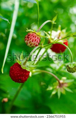 Similar – Foto Bild Fragaria vesca. Reife Walderdbeere mit verschwommenem Hintergrund.