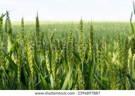 Similar – Image, Stock Photo field of green wheat plant