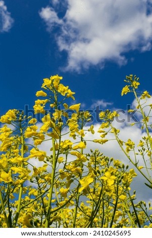 Similar – Image, Stock Photo Yellow golden canola field in the summertime