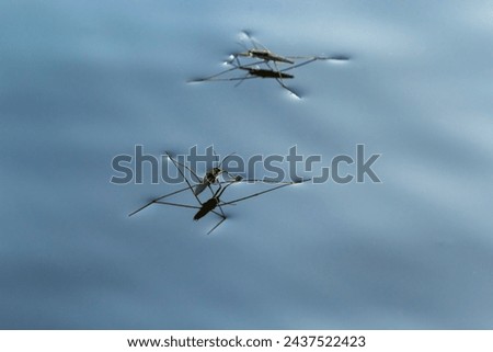 Similar – Foto Bild Wasserläufer auf Teich mit Himmelsspiegelung