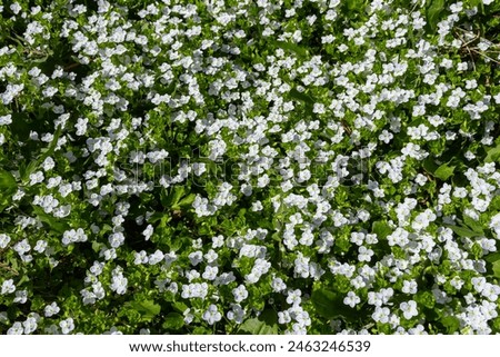 Similar – Image, Stock Photo small blue speedwell flowers