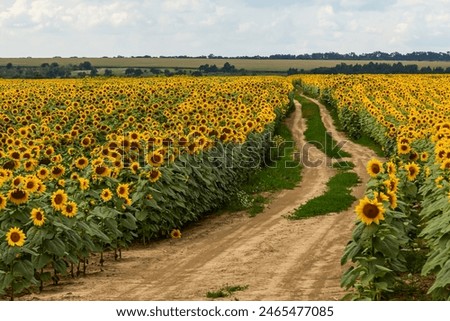 Similar – Image, Stock Photo blooming sunflower at the house in sunshine. Frog perspective