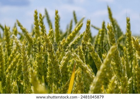 Wheat meadow. Ripe Gold Barley field in summer. Nature organic Yellow rye plant Growing to harvest. World global food with sunset in farm land autumn scene background. Happy Agricultural countryside.